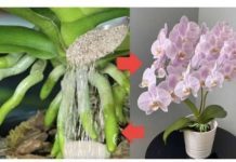 URADITE TO KRAJEM LJETA: Samo 1 supena kašika i cvjetaće i najslabija orhideja koja nikada nije cvjetala! (FOTO)