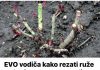 EVO kako rezati ruže na kraju sezone: Za godinu dana cvjetaće duplo više i u velikim cvjetovima!
