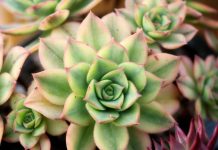 Čim ustanem pojedem po 1 list čuvarkuće: Evo šta mi se desilo NAKON SAMO PAR DANA!