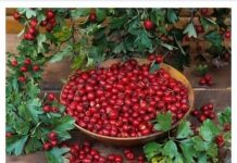 NAJLJEK0VITIJA BILJKA NA SVIJETU A K0D NAS RASTE KA0 K0R0V… Prikaži više