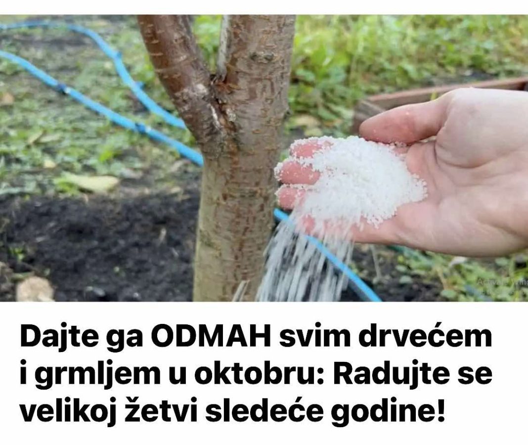 Dajte ga ODMAH svim drvećem i grmljem u oktobru: Radujte se velikoj žetvi sledeće godine! - featured image