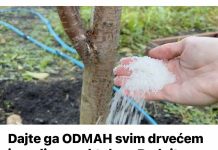 Dajte ga ODMAH svim drvećem i grmljem u oktobru: Radujte se velikoj žetvi sledeće godine! Dajte ga ODMAH svim drvećem i grmljem u oktobru: Radujte se velikoj žetvi sledeće godine! - featured image