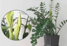 Samo 3 supene kašike i zamiokulkas ćedati PUNO novih listova! Samo 3 supene kašike i zamiokulkas ćedati PUNO novih listova! - featured image