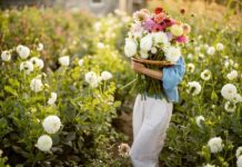 Ovo cveće danas obavezno treba uneti u kuću: Veruje se da se tada ostvaruju sve želje, a evo koje nikako ne valja ubrati Ovo cveće danas obavezno treba uneti u kuću: Veruje se da se tada ostvaruju sve želje, a evo koje nikako ne valja ubrati - featured image
