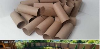 Ne bacajte rolnu toalet papira: Jedna žena je napravila čudo – i svi će ovog proleća posmatrati njeno dvorište Ne bacajte rolnu toalet papira: Jedna žena je napravila čudo – i svi će ovog proleća posmatrati njeno dvorište - featured image