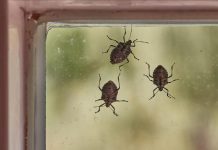 POMEŠATAJU OVO U ČINIJU I SMRDIBUBE SE VIŠE NIKADA NEĆE POJAVITI! Invazija NAPASTI JE u JEKU, SPAS JE U… POMEŠATAJU OVO U ČINIJU I SMRDIBUBE SE VIŠE NIKADA NEĆE POJAVITI! Invazija NAPASTI JE u JEKU, SPAS JE U… - featured image