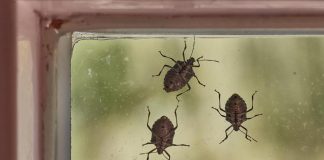 POMEŠATAJU OVO U ČINIJU I SMRDIBUBE SE VIŠE NIKADA NEĆE POJAVITI! Invazija NAPASTI JE u JEKU, SPAS JE U… POMEŠATAJU OVO U ČINIJU I SMRDIBUBE SE VIŠE NIKADA NEĆE POJAVITI! Invazija NAPASTI JE u JEKU, SPAS JE U… - featured image