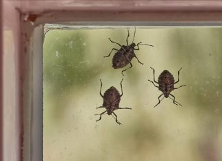 POMEŠATAJU OVO U ČINIJU I SMRDIBUBE SE VIŠE NIKADA NEĆE POJAVITI! Invazija NAPASTI JE u JEKU, SPAS JE U… POMEŠATAJU OVO U ČINIJU I SMRDIBUBE SE VIŠE NIKADA NEĆE POJAVITI! Invazija NAPASTI JE u JEKU, SPAS JE U… - featured image