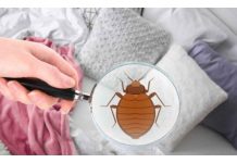 Male bube koje žive u vašem krevetu – Evo kako da ih izbacite zauvek uz ovaj jednostavan trik! Male bube koje žive u vašem krevetu – Evo kako da ih izbacite zauvek uz ovaj jednostavan trik! - featured image