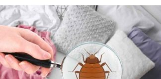 Male bube koje žive u vašem krevetu – Evo kako da ih izbacite zauvek uz ovaj jednostavan trik! Male bube koje žive u vašem krevetu – Evo kako da ih izbacite zauvek uz ovaj jednostavan trik! - featured image