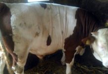 1992. godine, na početku rata, Bošnjak je, uz kaparu, kupio dva bika, od Srbina. Evo šta je nakon toga bilo…